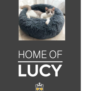 Pet bed with customized pet carpet
