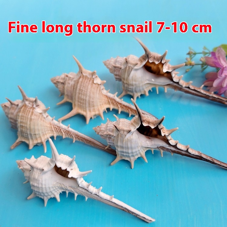 Natural Shell Conch Conch 5-9cm Home Fish Tank Micro Landscape Decoration - Image 3
