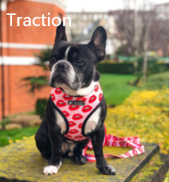 Pet Breathable Mesh Traction Rope Chest Strap - Image 5
