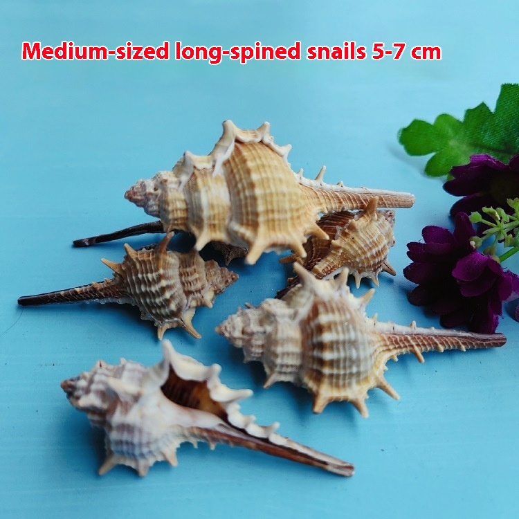 Natural Shell Conch Conch 5-9cm Home Fish Tank Micro Landscape Decoration - Image 2